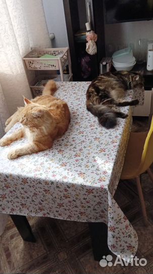 Котята мейн-кун