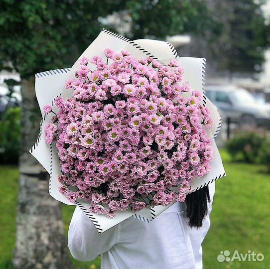 Хризантема-ромашка кустовая сантини