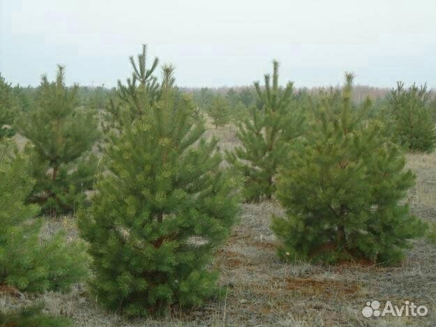 Сосна живая отборная оптом (самовывоз)