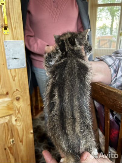 Котята в добрые руки бесплатно