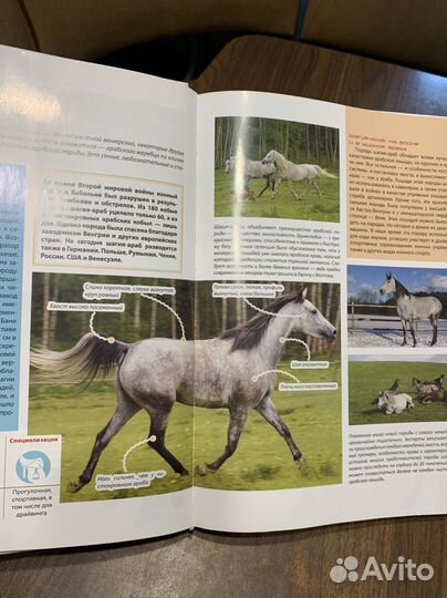Лошади книга, энциклопедия