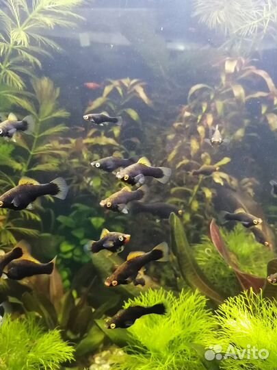 Пецилия, Меченосец, Хелены