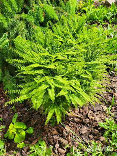 Растения на альпийскую горку