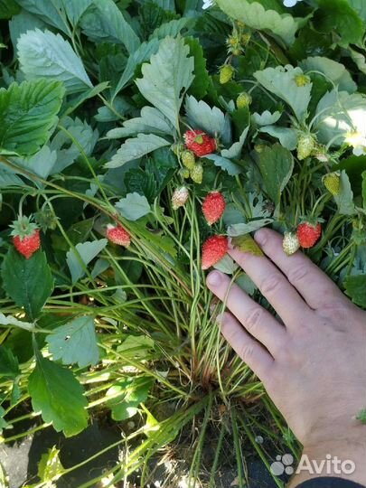 Земляника садовая