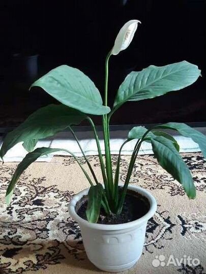 Спатифиллум