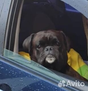 Вязка немецкий боксер