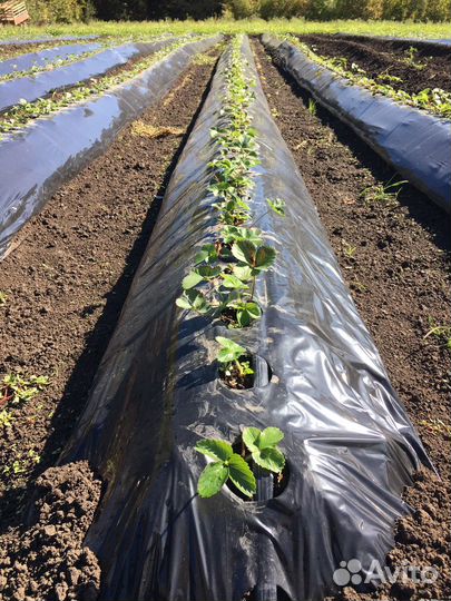 Пленкоукладчик / Грядообразователь YANMAR RSA900MD, 2015