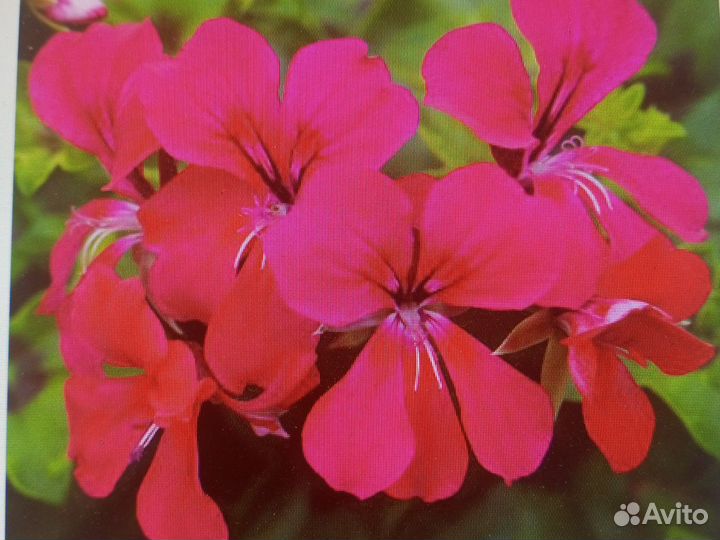 Плющелистная пеларгония профсемена