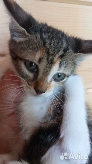 Отдам в добрые руки котëнка девочку