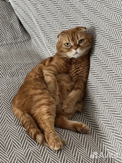 Зооняня / Передержка кошек