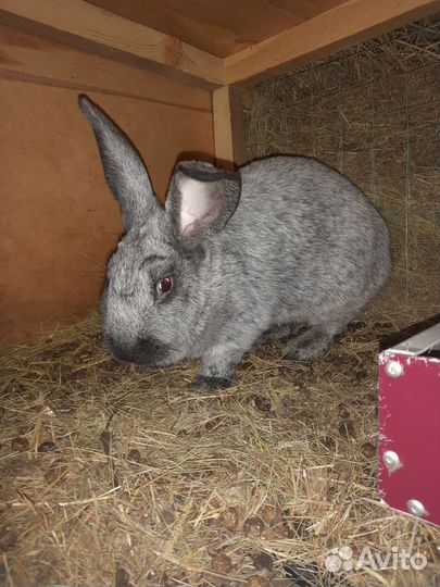 Распродается кроличья ферма