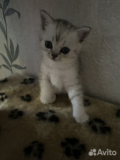 Шотландская