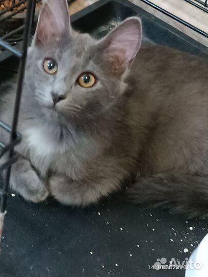 Котята русская голубая в добрые руки