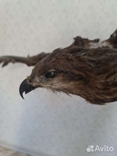 Чучело птицы