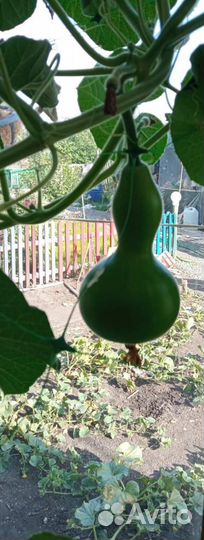 Лагинария Бутылочная (Тыква Бутылочная )