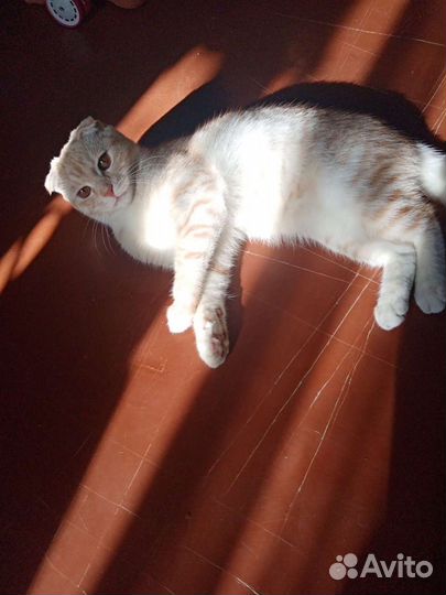 Шотландский кот в добрые руки