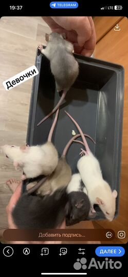 Декоративные крыски