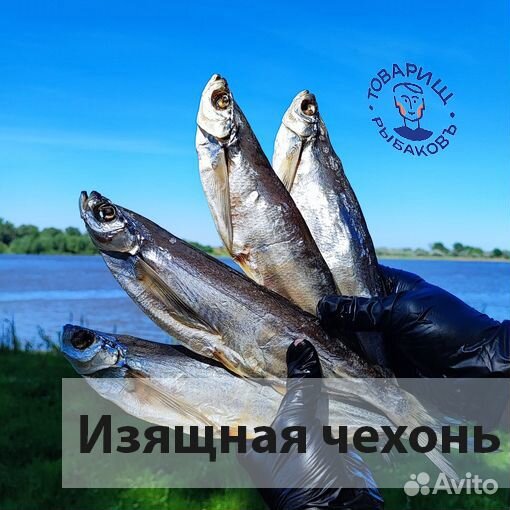 Астраханская вобла