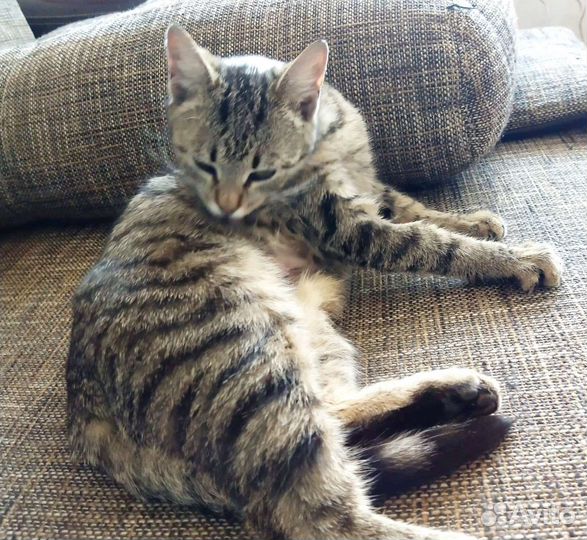 Молодая кошечка в добрые руки, стерилизована