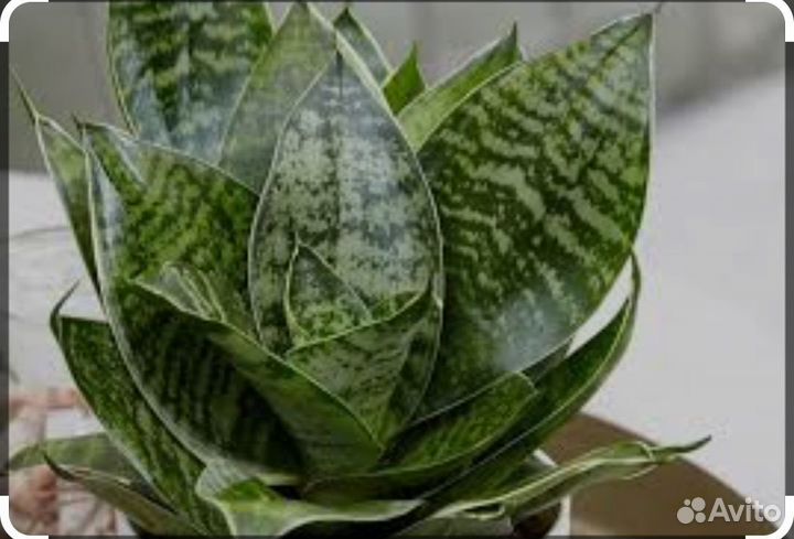 Сансевиерия