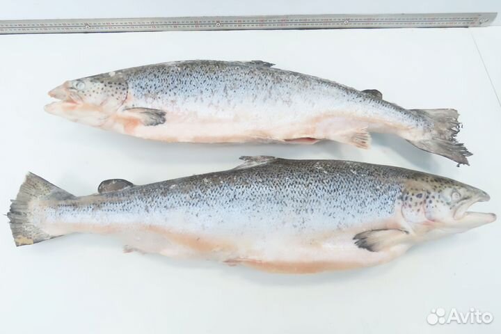 Лосось атлантический(семга) 5-6 кг