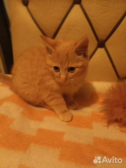 Котенок в добрые руки