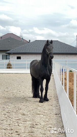Жеребчики полу Фриз, Андалуз и мерин Орловец