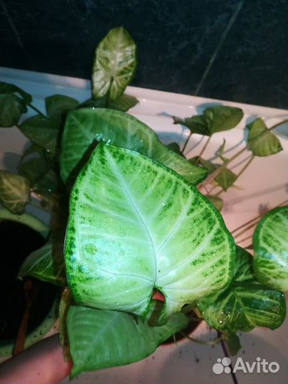 Сингониум Батерфляй