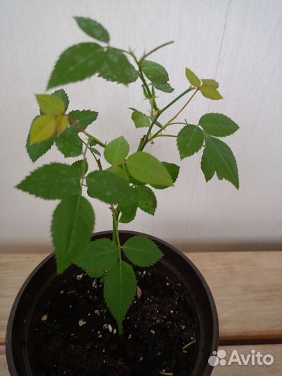 Комнатная Бенгальская роза