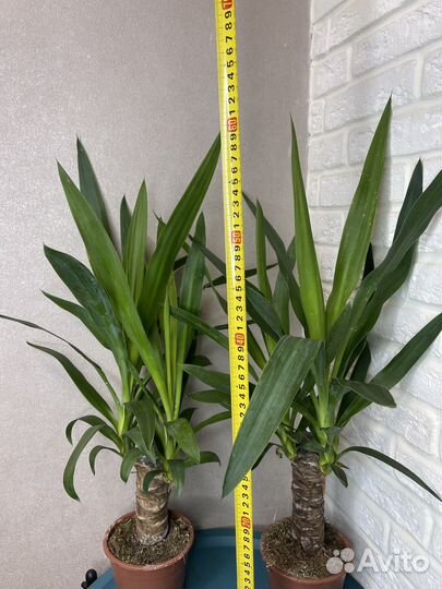 Пальма юкка комнатные цветы