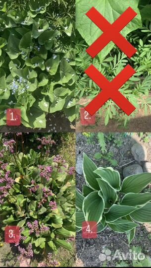 Бруннера, бадан, хосты