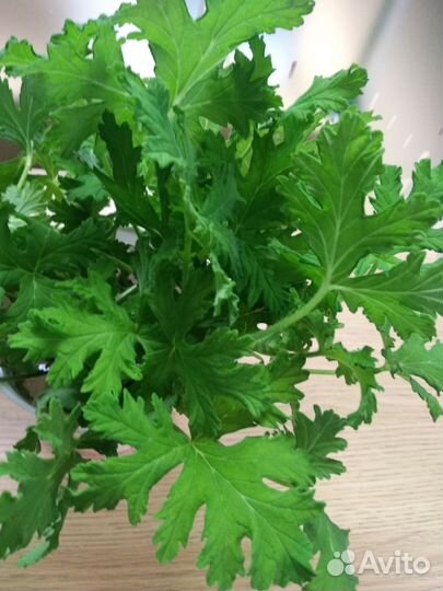 Пеларгония герань