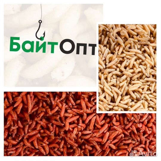 Опарыш оптом