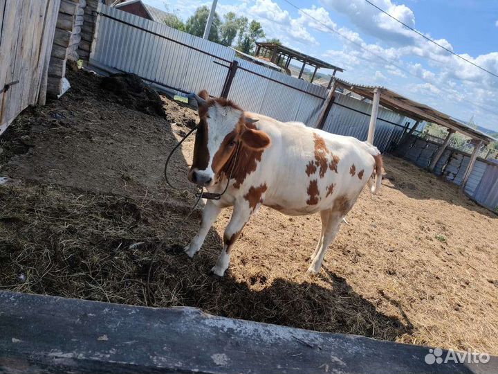 Телка 1.5 года