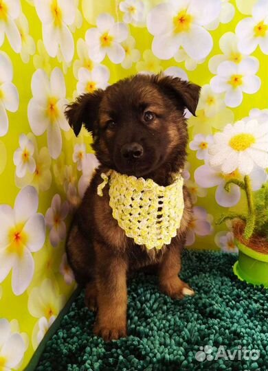 Щенки в охрану