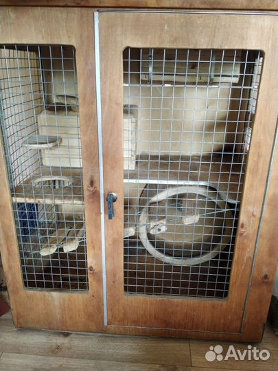 Дегу с клеткой