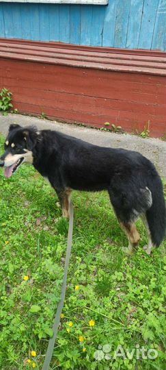 Собаки бесплатно в добрые руки