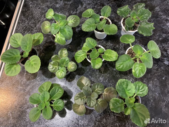 Детки сортовых фиалок