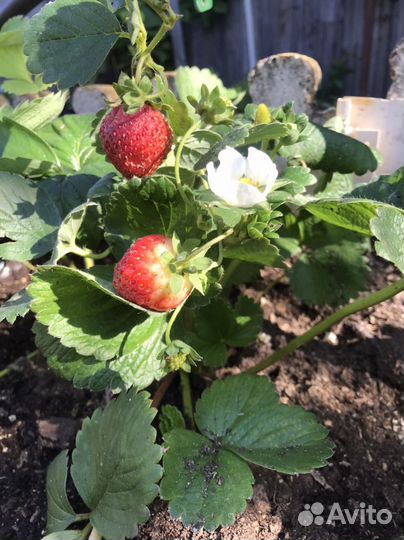 Рассада клубники разных сортов