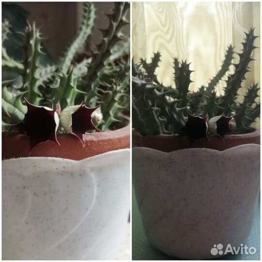 Кактусы и суккуленты