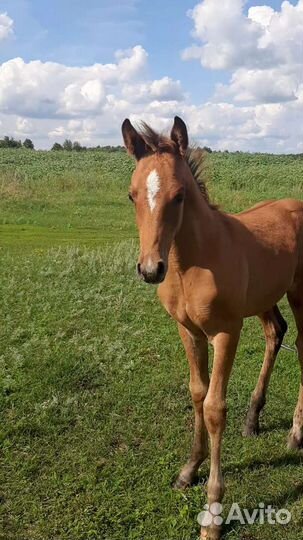 Арабские лошади
