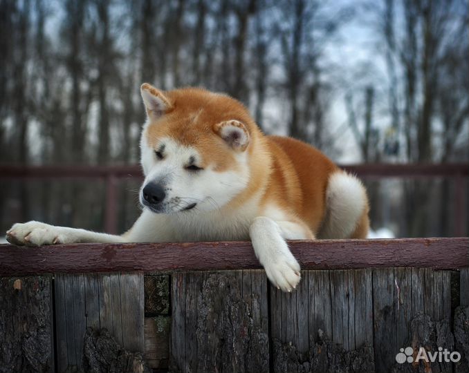 Предлагается кобель для вязки