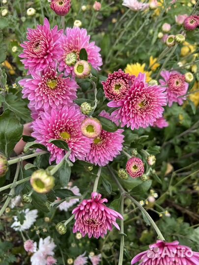 Хризантема корейская саженцы
