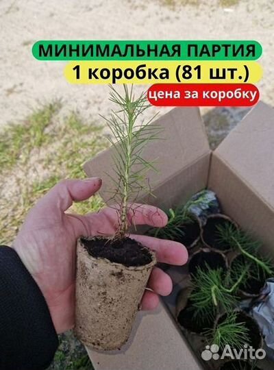 Саженцы сосны зкс в розницу