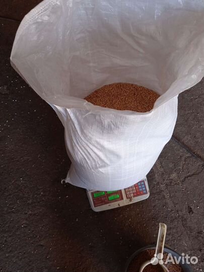 Зерно пшеница