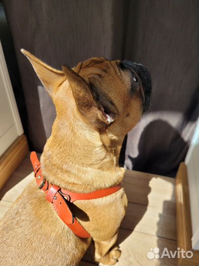 Шлейка для маленькой собаки