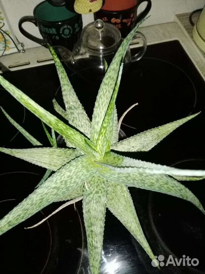 Марниера, Эпифиллумы - ангулигер (углов)и др, Алое