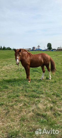Продажа лошадей