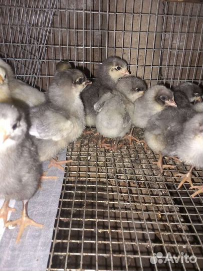 Продаю птицу суточные и подросковую