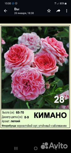 Саженцы роз 2- летки зкс оптом и розница